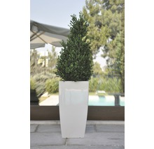 Buxusboom in een hoge plantenbak voor buiten
