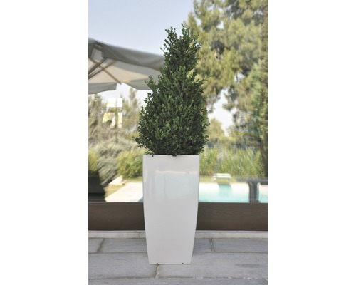 Buxusboom in een hoge plantenbak voor buiten