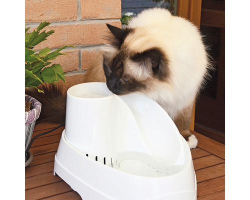 Kat drinkt uit een witte kattenfontein