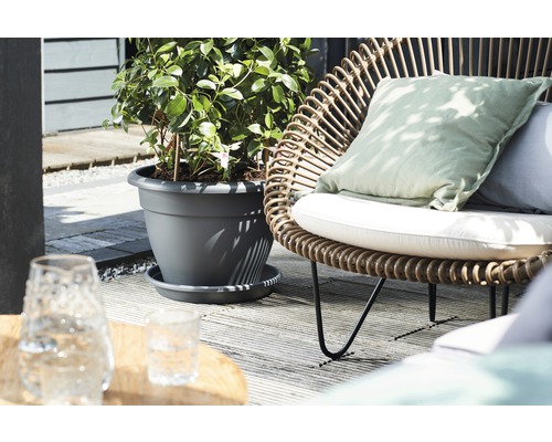 Scene met plant in grijze bloempot en rotan stoel met kussens