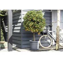 Kumquatboom in pot naast een fiets voor een houten huis