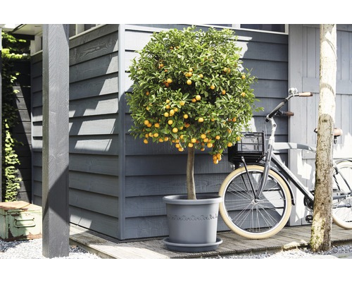 Kumquatboom in pot naast een fiets voor een houten huis