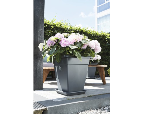 Vierkante plantenbak met hortensia''s op een terras