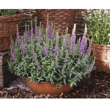 Bloeiende Lythrum planten in een pot