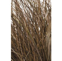 FLORASELF Zegge Carex comans 'Frosted Curls' potmaat Ø 14 cm H 10-30 cm