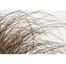 FLORASELF Zegge Carex comans 'Frosted Curls' potmaat Ø 14 cm H 10-30 cm