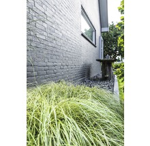 FLORASELF Zegge (Siergras) Carex oshimensis 'Evergold' potmaat Ø 19.0 cm H 5-30 cm
