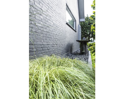 FLORASELF Zegge (Siergras) Carex oshimensis 'Evergold' potmaat Ø 19.0 cm H 5-30 cm Buitenfoto van een huis met bakstenen en decoratief gras op de voorgrond