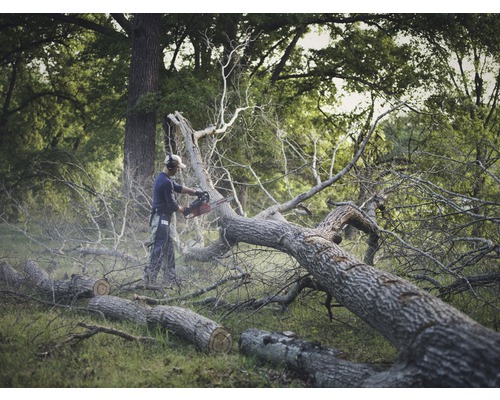Man snijdt boom met een kettingzaag.