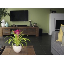 Woonkamer met tv, dressoir, kamerplant en open haard