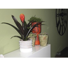 Verschillende kamerplanten in decoratieve potten op een meubelstuk gerangschikt.