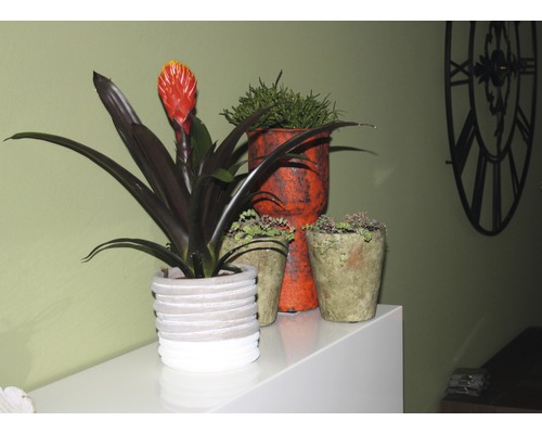 Verschillende kamerplanten in decoratieve potten op een meubelstuk gerangschikt.