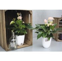 Twee anthuriums in witte bloempotten, met een olielamp op een tafel in houten kisten