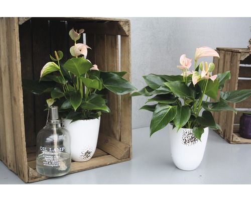 Twee anthuriums in witte bloempotten, met een olielamp op een tafel in houten kisten