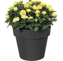 Gele roos in pot