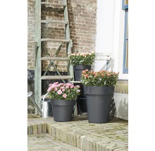 Scene met bloemen in plantenbakken van verschillende grootte, een ladder en een gieter buitenshuis.