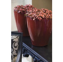 Twee plantenbakken met planten op een tafel
