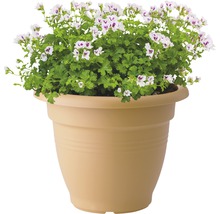 Geranium in een bloempot