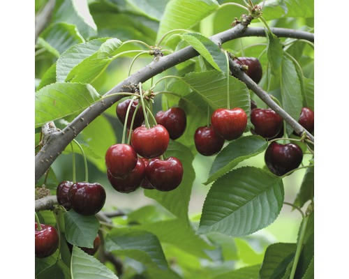 FLORASELF® Kersenboom Prunus avium 'Late Cherry' potmaat Ø26 cm