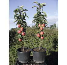Twee appelboom zuilen in potten met appels.