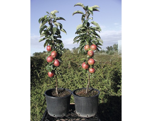 FLORASELF® Appelboom Malus domestica Starline ® 'Fire Dance'