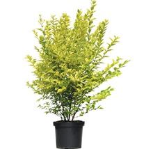 FLORASELF® Haagliguster Ligustrum ovalifolium potmaat Ø 29 cm-thumb-0