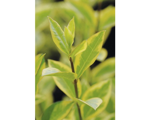 Bladeren van een haagplant