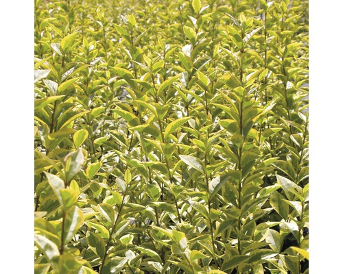 Detailaanzicht van een heg met kleine bladeren