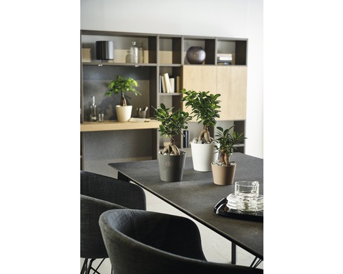 Interieur met tafel en drie Ficus Ginseng planten in potten