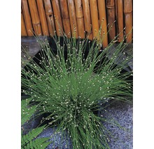 Decoratieve biezenplant in pot voor een bamboe achtergrond