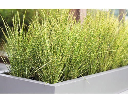 FLORASELF Prachtriet Miscanthus sinensis 'Goldbar' potmaat Ø 14 cm H 10-50 cm Zebragras in plantenbak