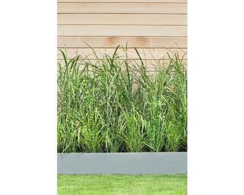 Hoog gras in een grijze plantenbak voor een houten wand