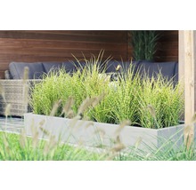 Decoratieve tuininrichting met siergrassen in plantenbak en zitgelegenheid op de achtergrond