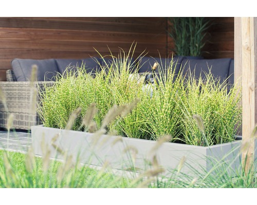 Decoratieve tuininrichting met siergrassen in plantenbak en zitgelegenheid op de achtergrond