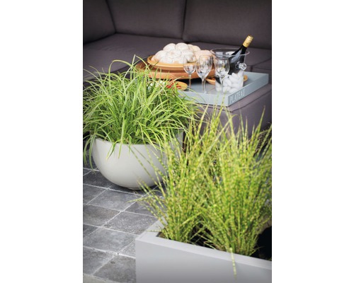 Buitenruimte met siergrassen in potten, drankjes en hapjes op een tafel