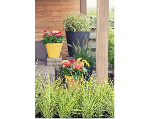 Terras met bloemen in bloempotten en siergras.