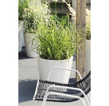 Decoratieve tuinscène met siergras in plantenbakken en tuinstoel