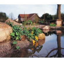 Vijver met stenen en beplanting in de tuin