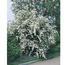 Bloeiende Spierstruik in de tuin