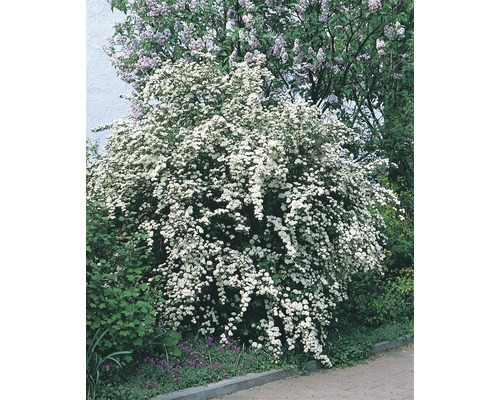Bloeiende Spierstruik in de tuin