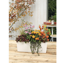 Bloemenbak met herfstbloemen op een houten tafel
