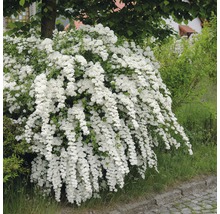 Bruidsspirea struik met witte bloemen