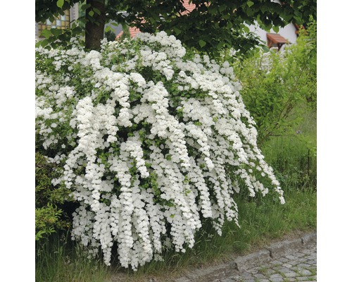 Bruidsspirea struik met witte bloemen