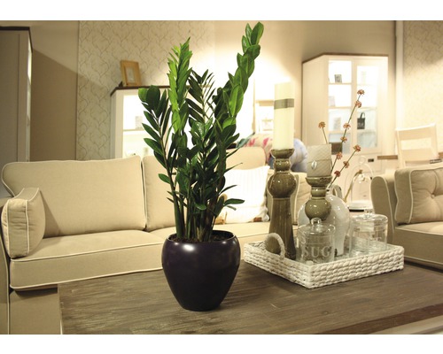 Zamioculcas plant in een pot op een tafel in een woonkamer.