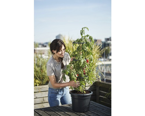 Vrouw met tomatenplant in pot met klimhulp op een tafel buitenshuis