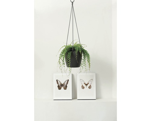 Hangende plantenbak met plant en twee ingelijste vlinderfoto''s op een plank