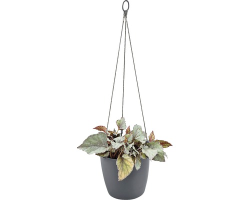 Hangplant met begonia in een pot