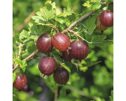 FLORASELF Kruisbes Ribes uva-crispa 'Hinnomäki rot' potmaat Ø 19 cm H 40-60 cm Tak met rijpe kruisbessen