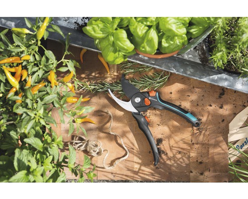 Tuinscène met kruiden, groenteplanten en een tuinschaar op een houten plank