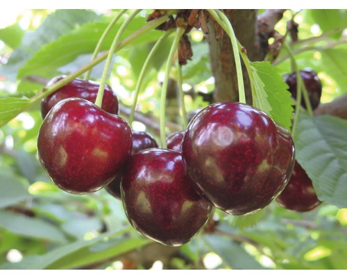FLORASELF® Kersenboom Prunus avium 'Sunburst' potmaat Ø26 cm